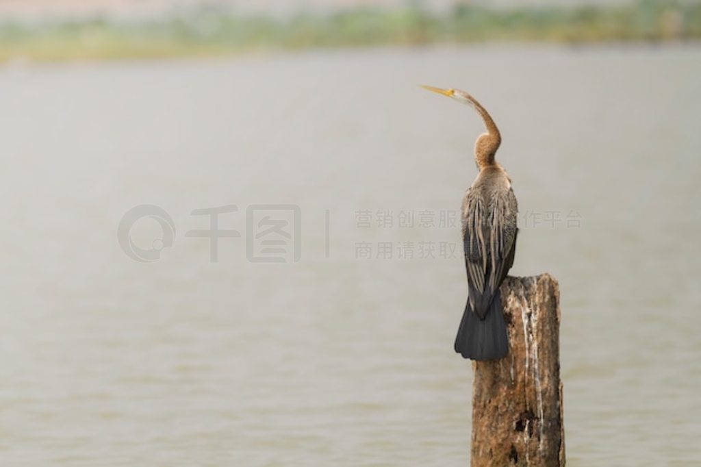 Ȼпɰ࣬ԣAnhinga melanogaster