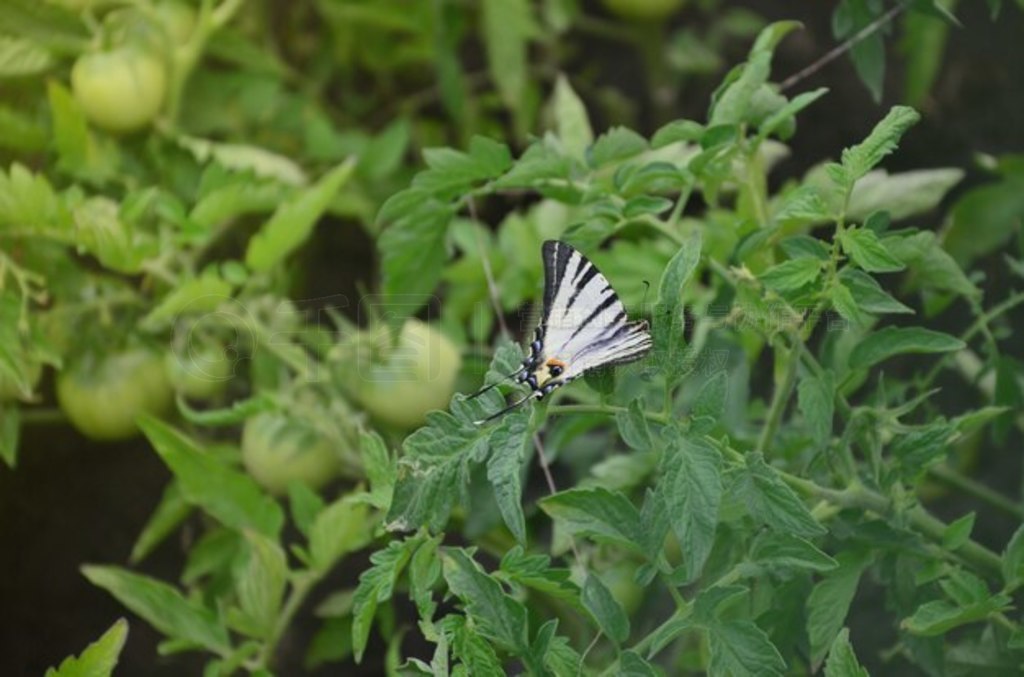 ϡβ Iphiclides podalirius ŷ޺