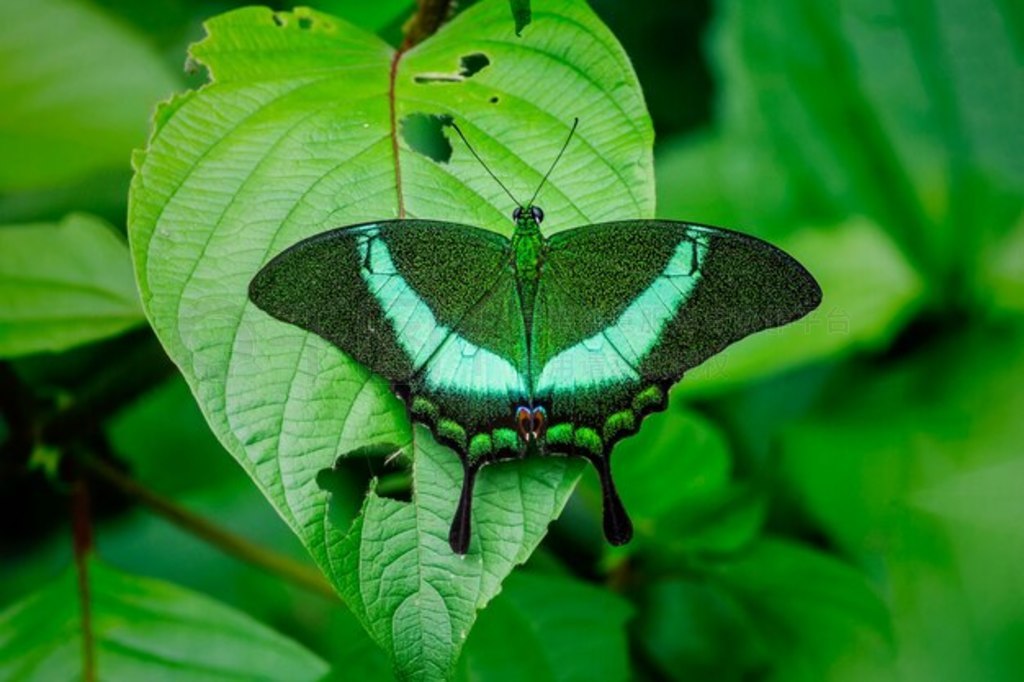 Ȼеĺ״ȸ (Papilio palinurus)