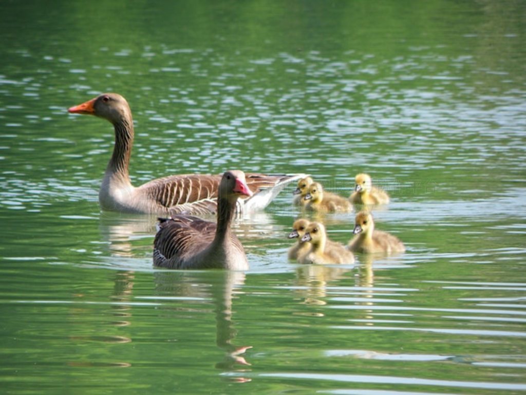 µı Leopoldskroner Weiher ϵɫĸѼСѼ