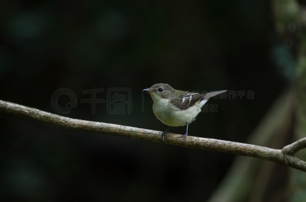 ȻеĻl (Ficedula zanthopygia)