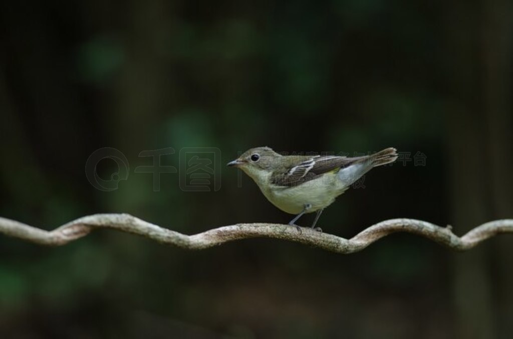 ȻеĻl (Ficedula zanthopygia)