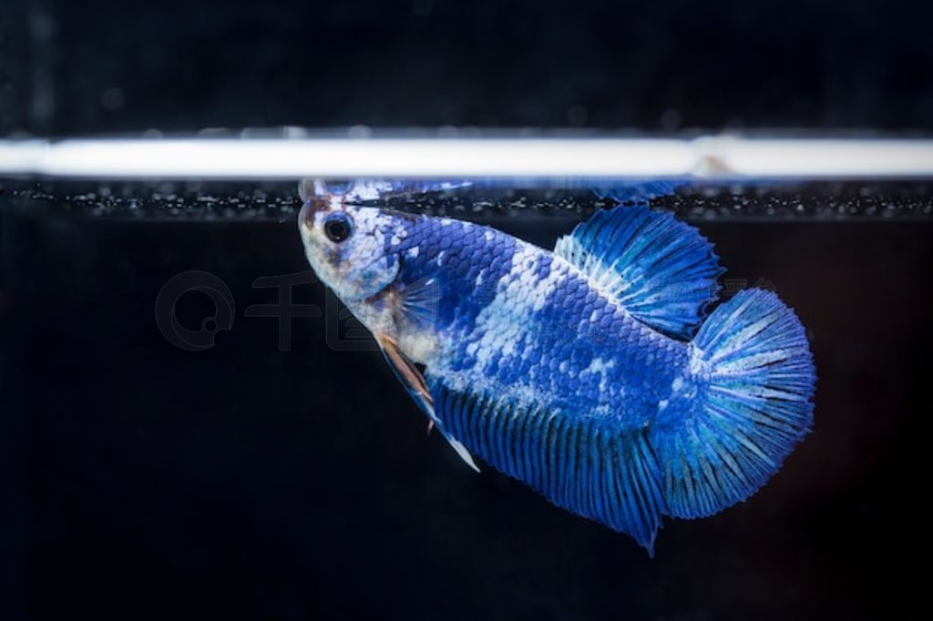  (Betta splendens) 