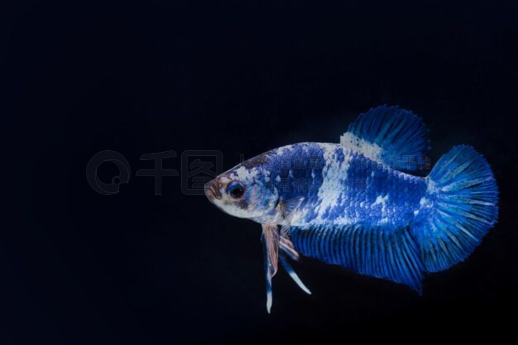  (Betta splendens) 