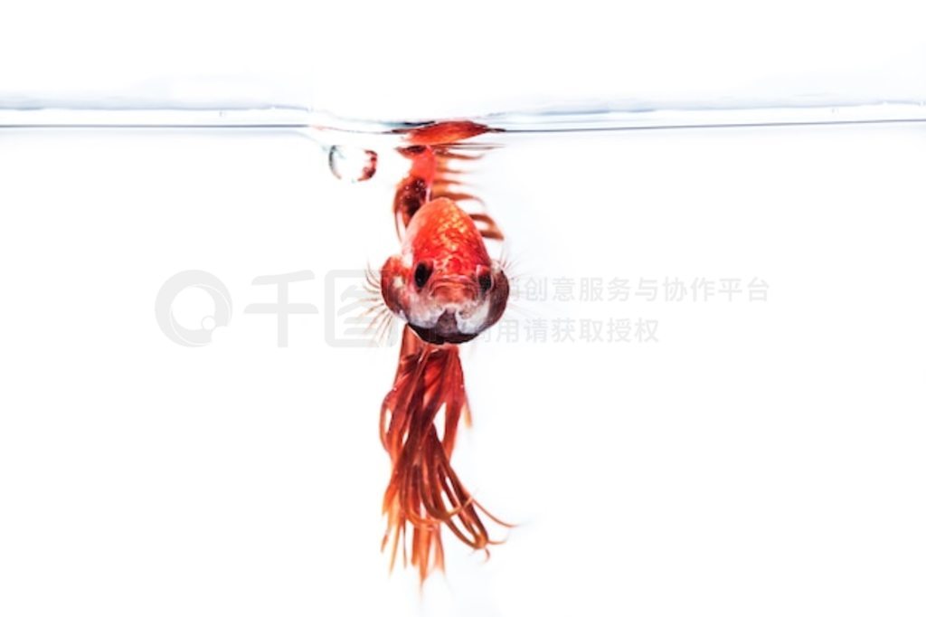  (Betta splendens) 