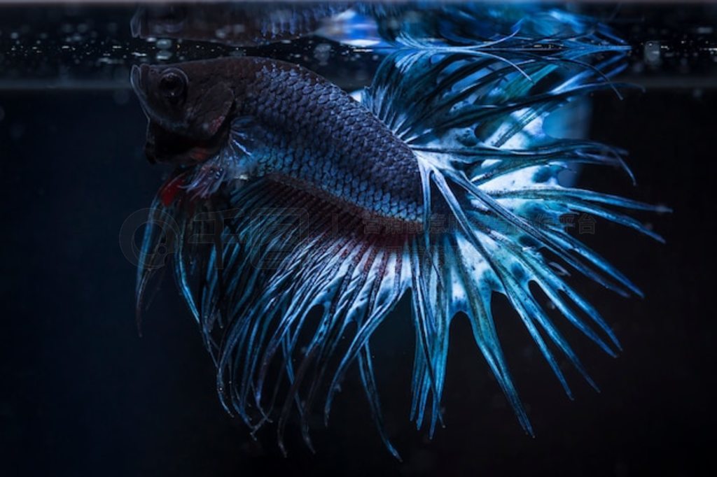  (Betta splendens) 