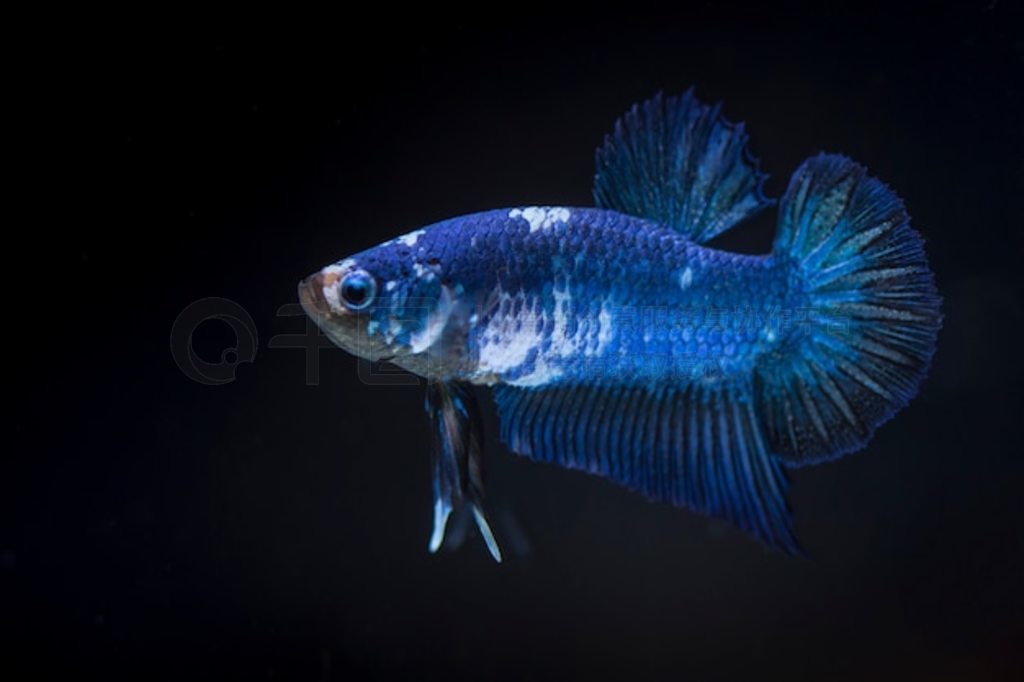  (Betta splendens) 