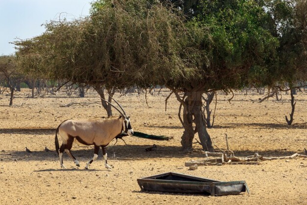 еİ (Oryx leucoryx)