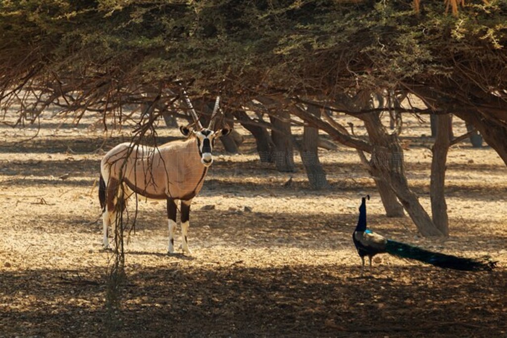  (Oryx leucoryx) Ϳȸ