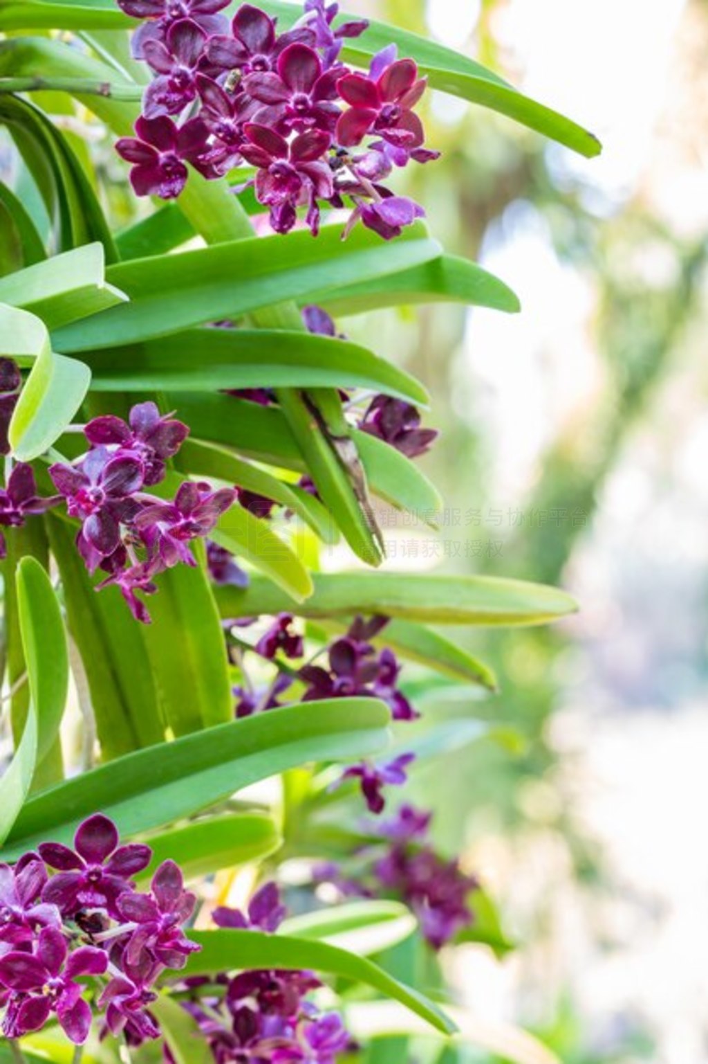 Rhynchostylis gigantea