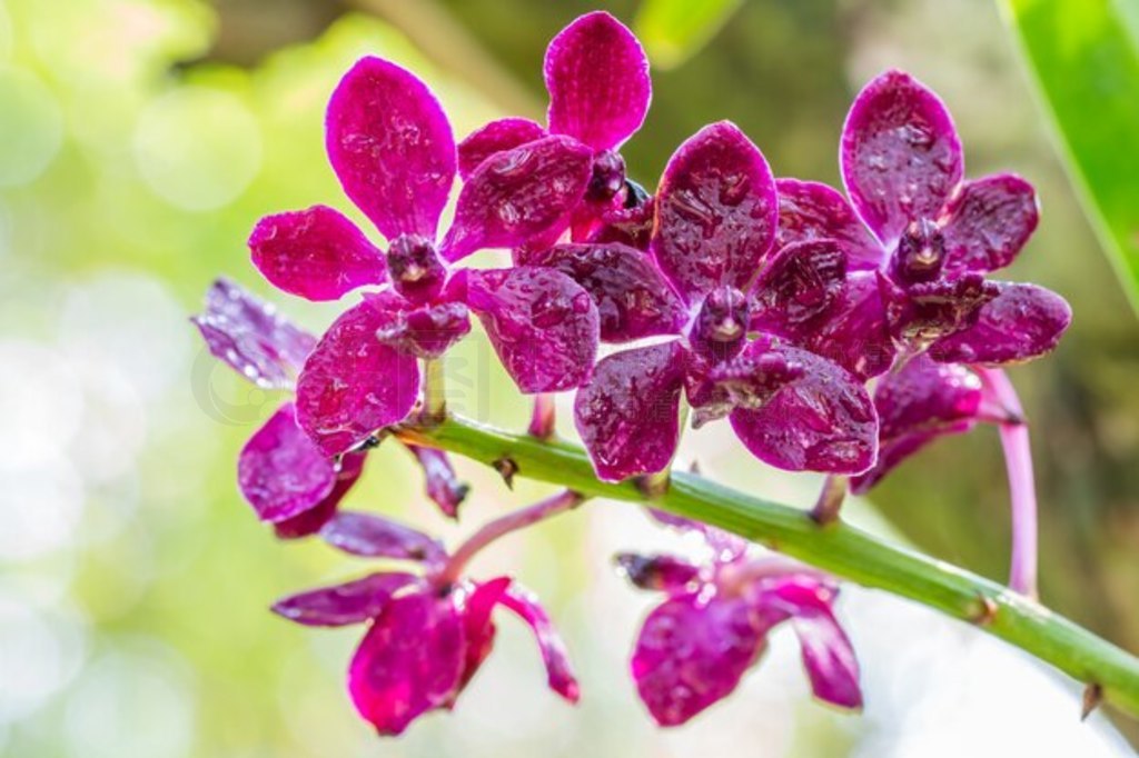 Rhynchostylis gigantea