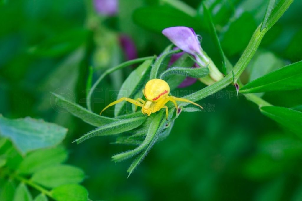 ̲ϵĻ֩ (Misumena vatia)