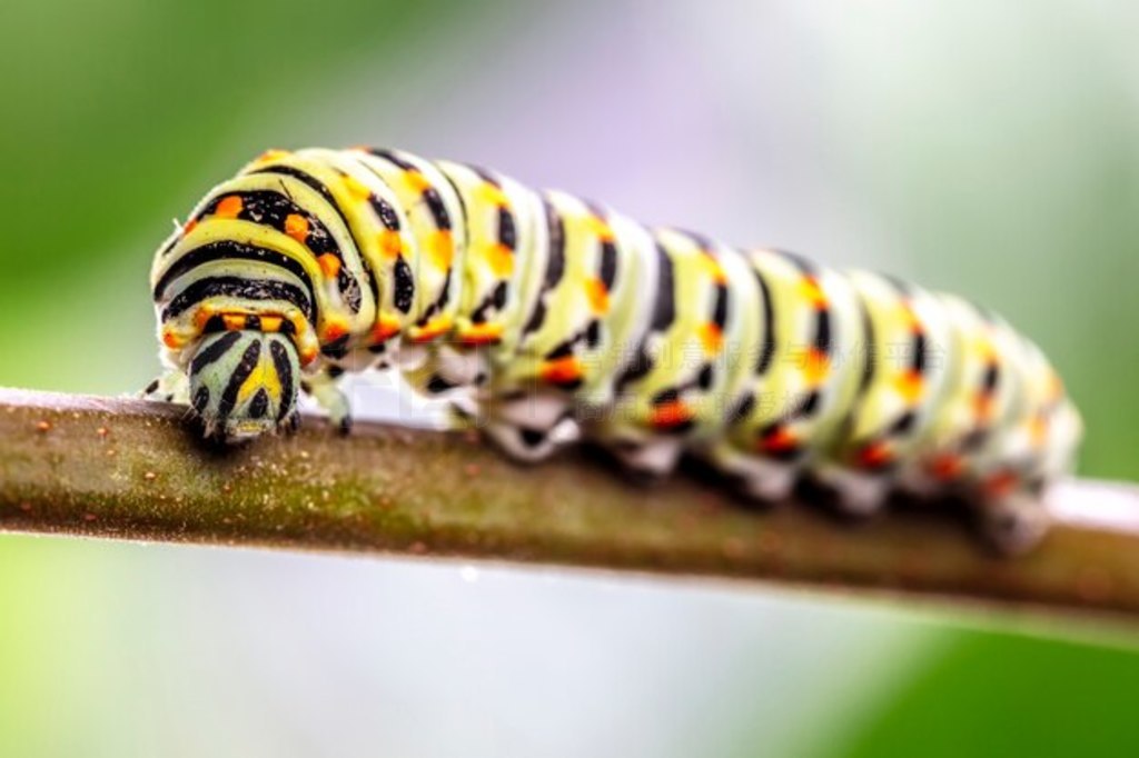  machaon ëë