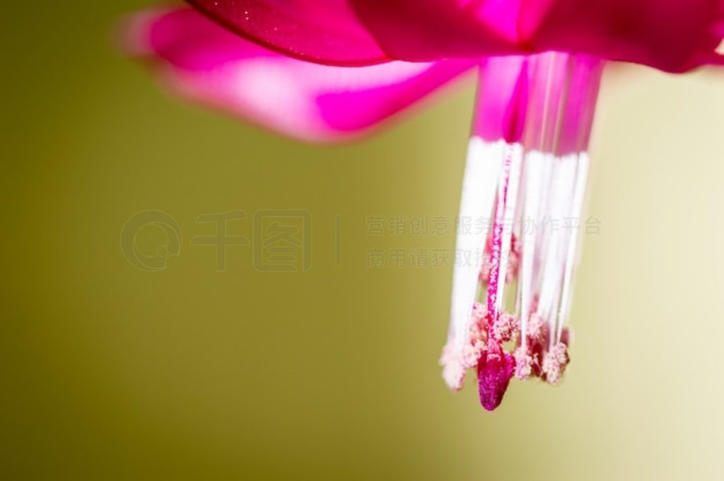 ʥƷۺɫ Schlumbergera truncata