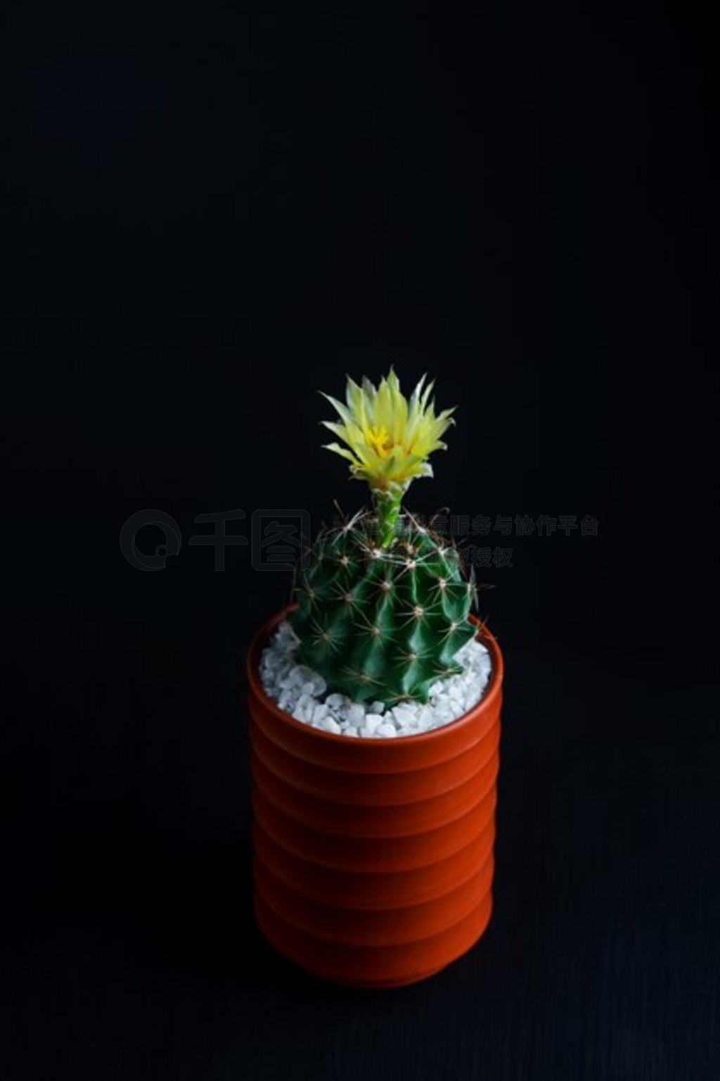 մ Hamatocactus ƻƻд