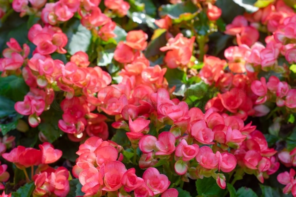 ԰޵Ŀ龥ﺣ (Begonia tuberhybrida) 