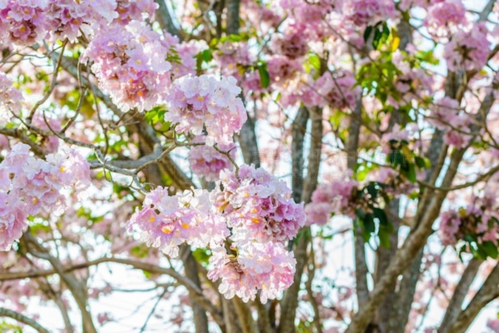 Tabebuia Rosea һ÷ۺɫĻȴ