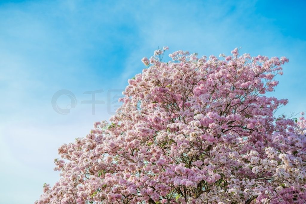 Tabebuia Rosea һ÷ۺɫĻȴ