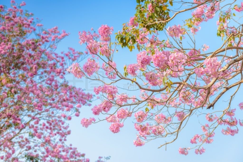 Tabebuia Rosea һ÷ۺɫĻȴ