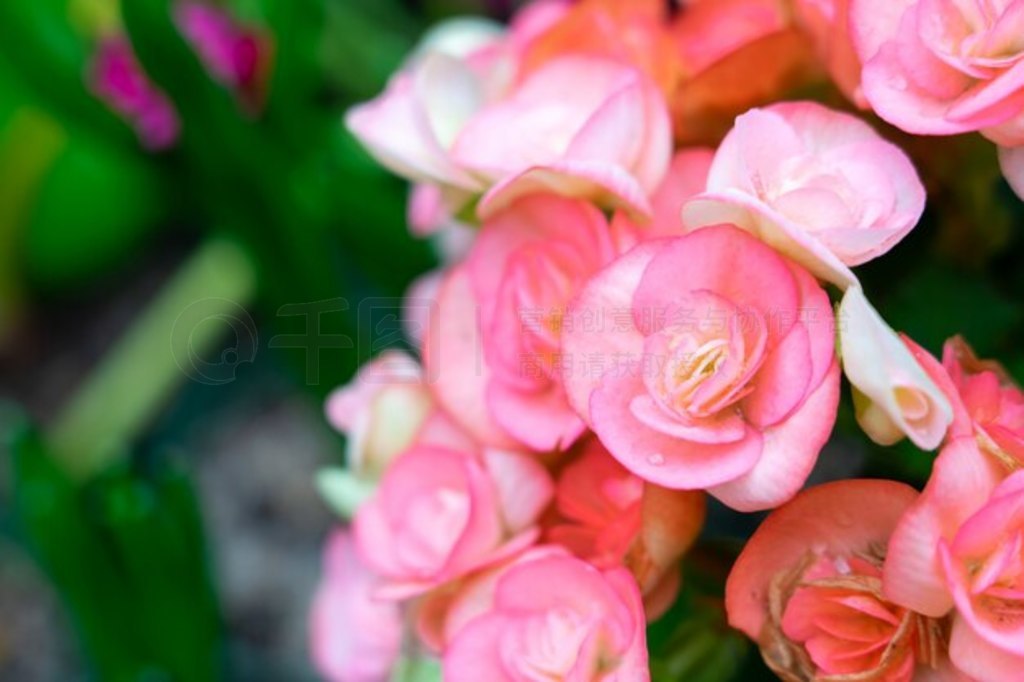 ԰޵Ŀ龥ﺣ (Begonia tuberhybrida) 䡣