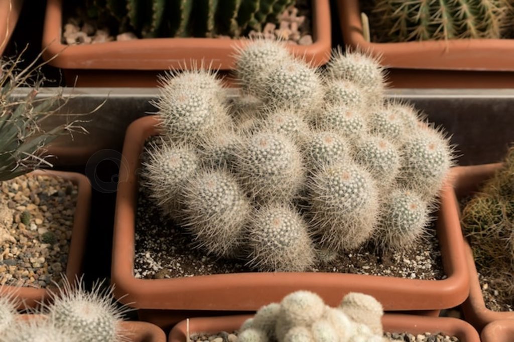 е Mammillaria 