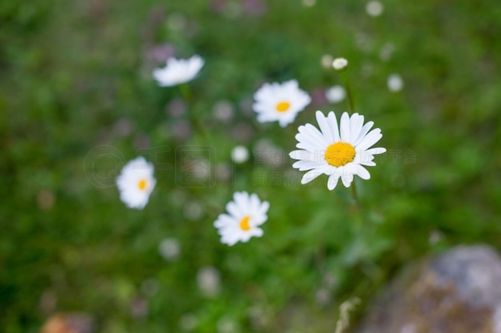 šĳҰѡԵĽ㡣 Leucanthemum vulgareաDox-eyeͨա