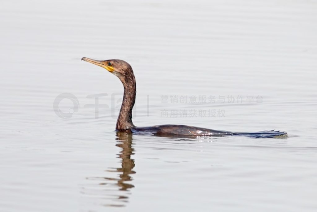 ӡ Phalacrocorax fuscicollis ˮ