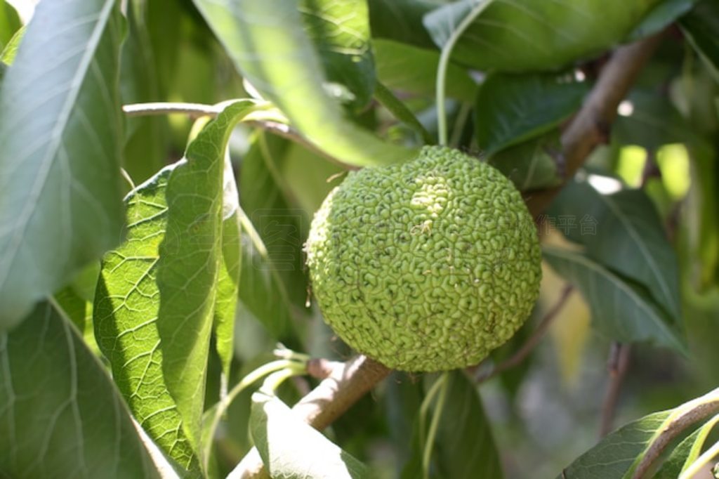 ŷɳȡƻBois D'Arc  Bodark (Maclura pomifera)