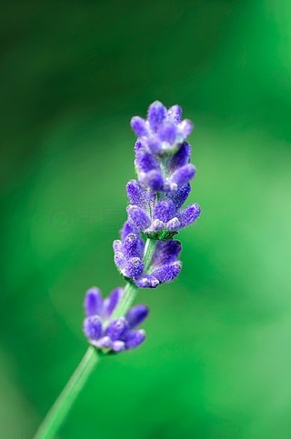 花紫罗兰薰衣草草本植物