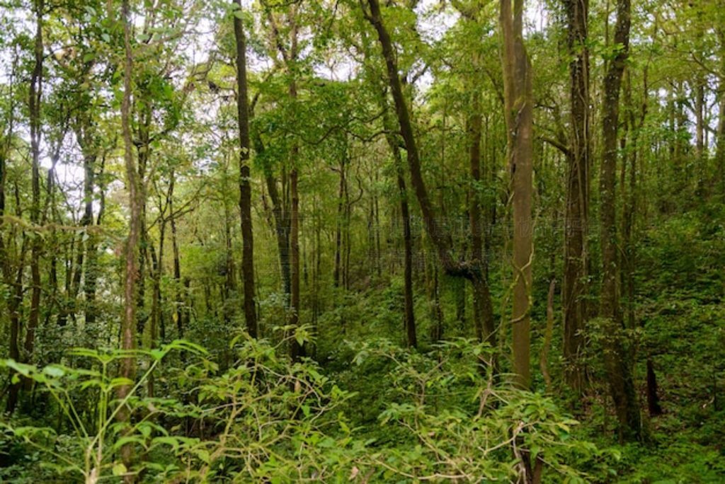 Kew Mae Pan Nature Trail ֵͽС