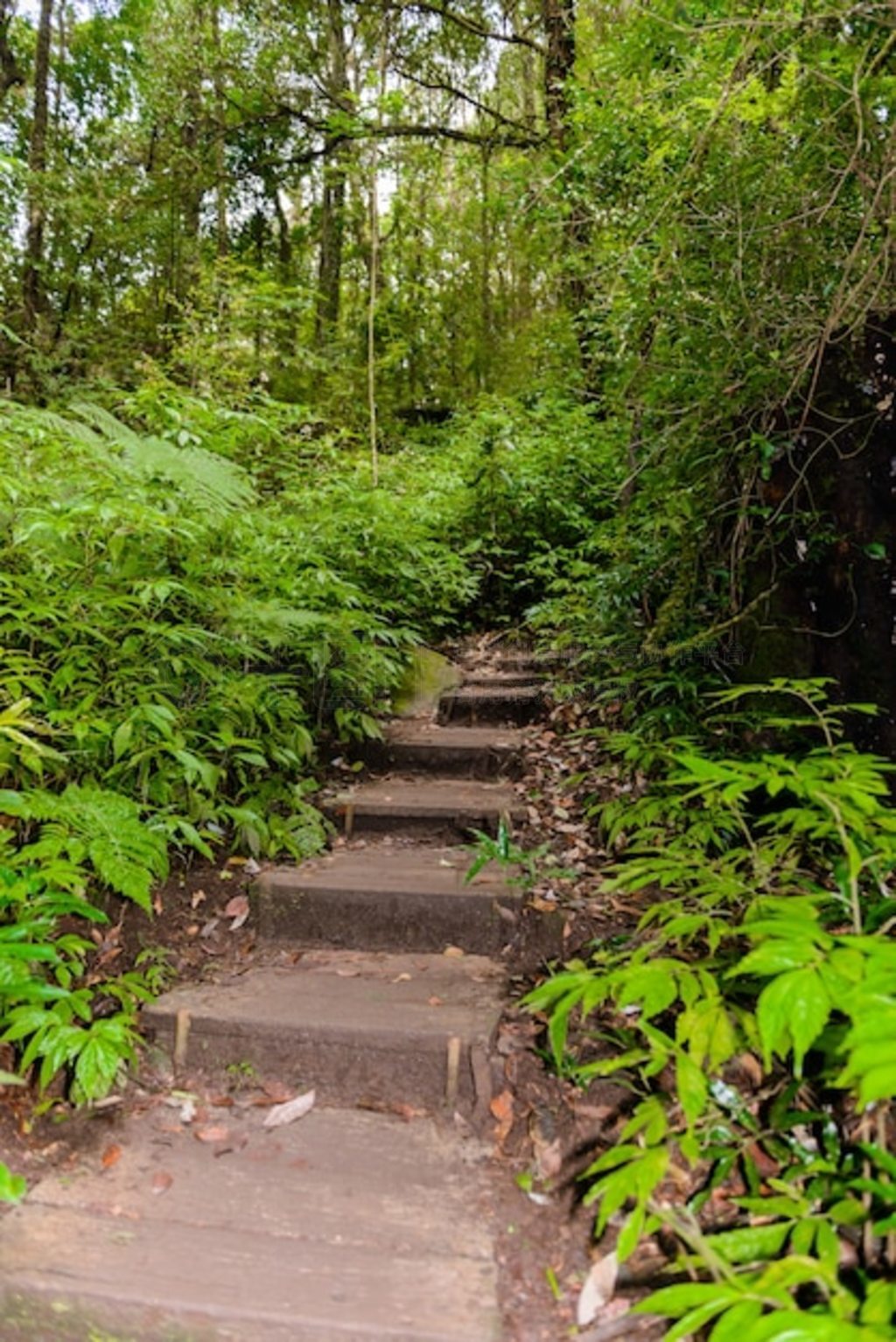 Kew Mae Pan Nature Trail ֵͽС