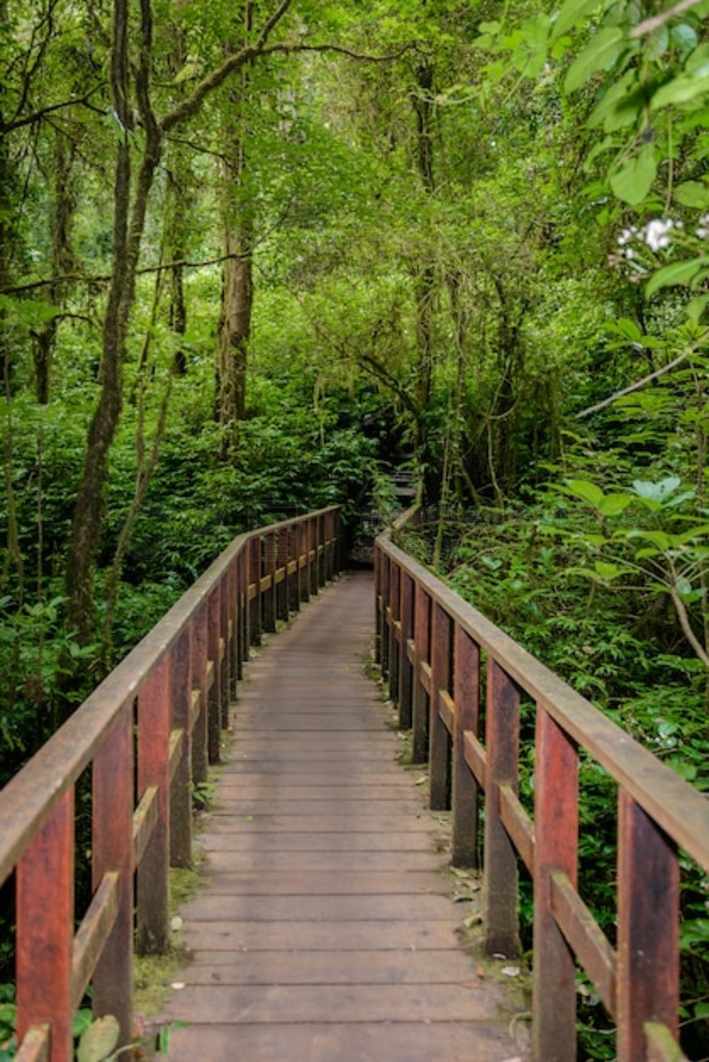 Kew Mae Pan Nature Trail ֵͽС