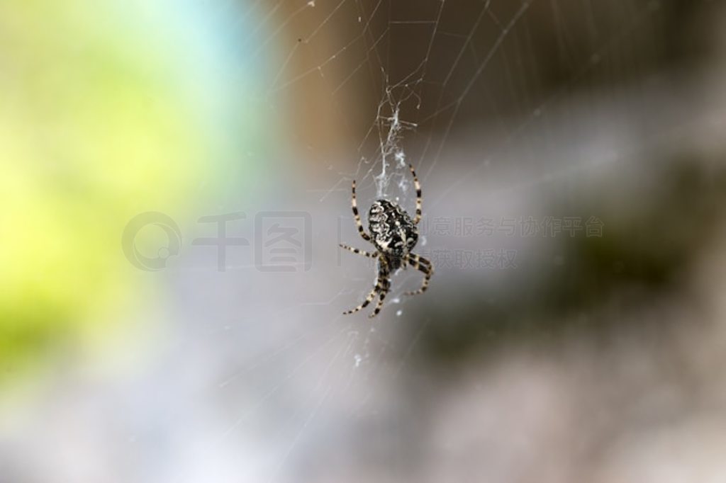 ʮ֩루Araneus diadematus׵ɽ