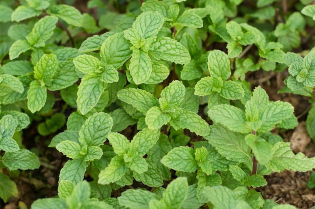 ҶǿԺʳΪرֲ͵ıҶɫֲMentha cordifolia Opiz