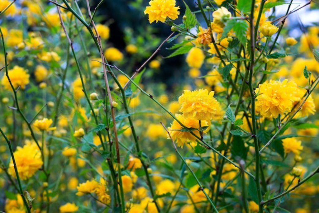 ɫֲKerria japonica pleniflora˫ϸ