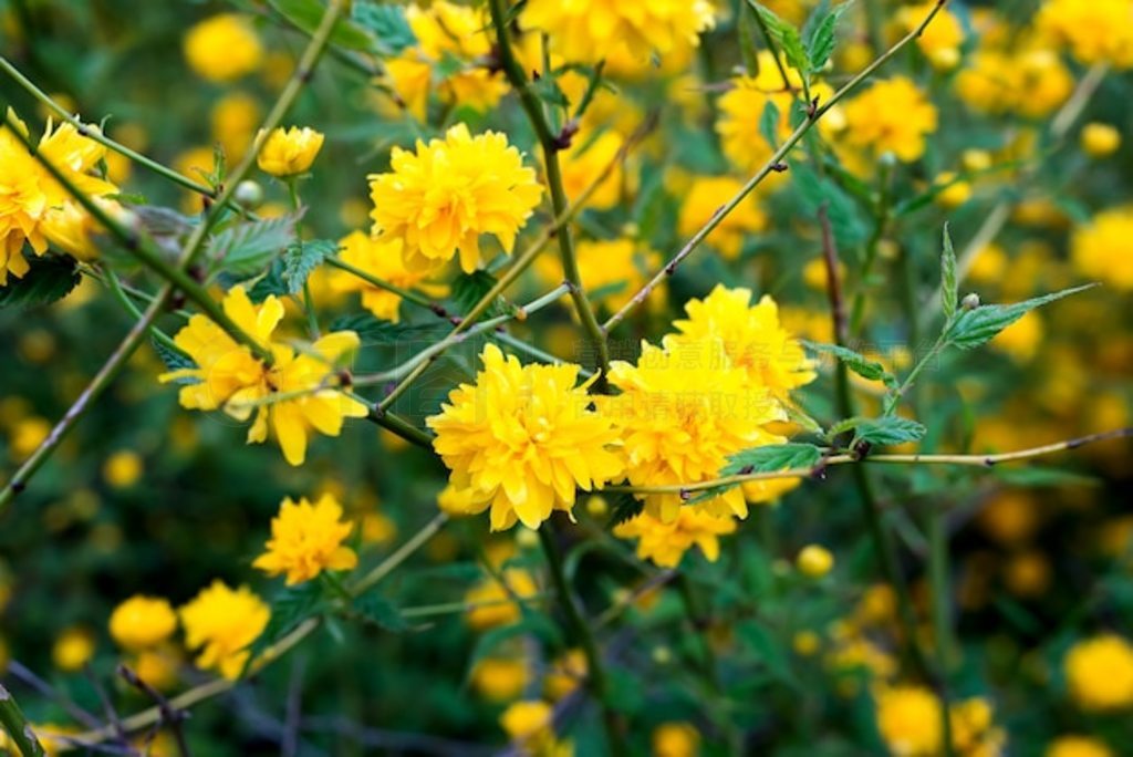 ɫֲKerria japonica pleniflora˫ϸ