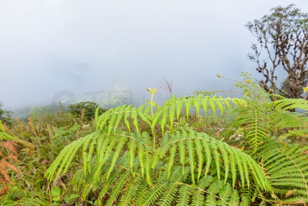 Kew Mae Pan Nature Trail ֵͽС