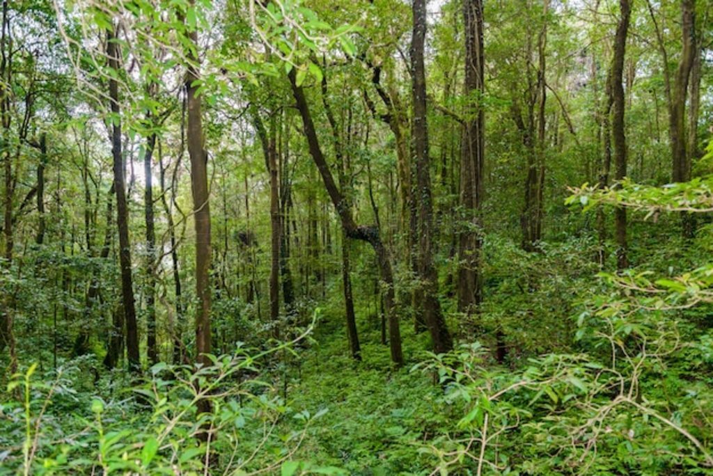 Kew Mae Pan Nature Trail ֵͽС