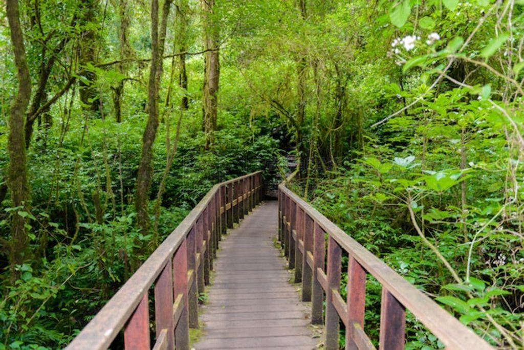 Kew Mae Pan Nature Trail ֵͽС