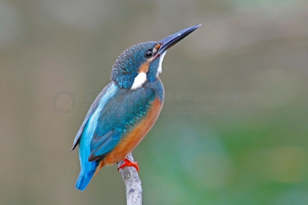 ͨ Alcedo atthis 