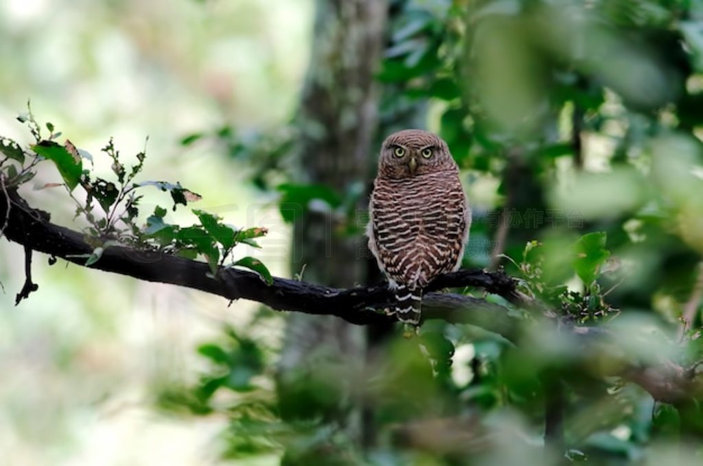 ް^ Glaucidium cuculoides