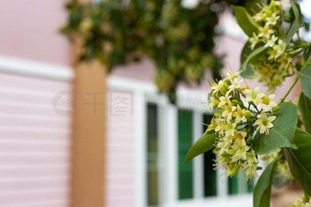 ϣ첼ջFagraea fragrans Roxb.