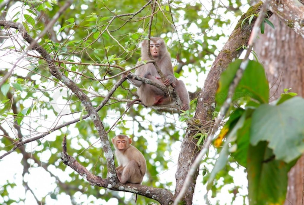 ϵĳβ⨺ ʳз⨺ Macaca fascicularis