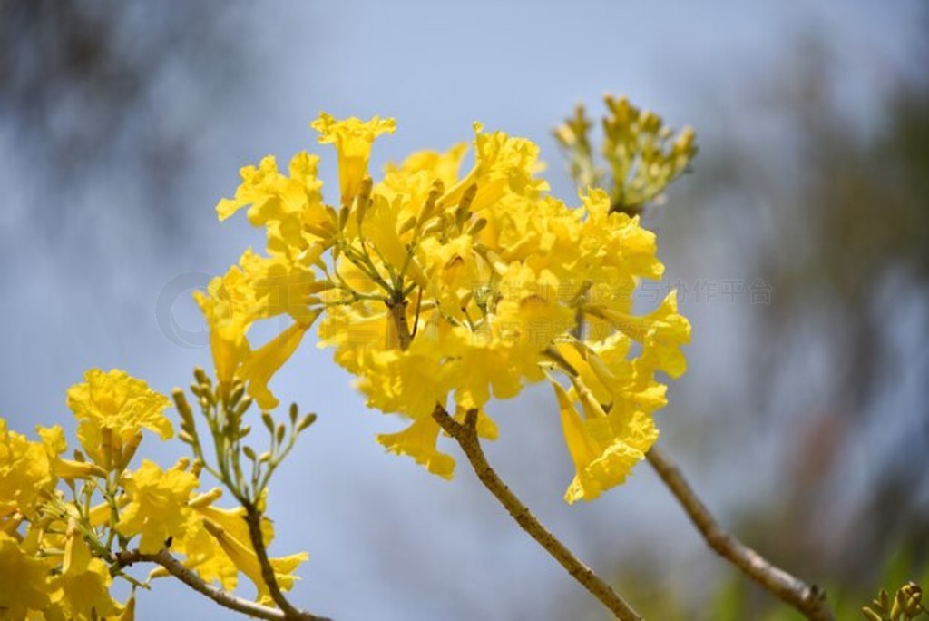 ɫ tabebuia spectabilis