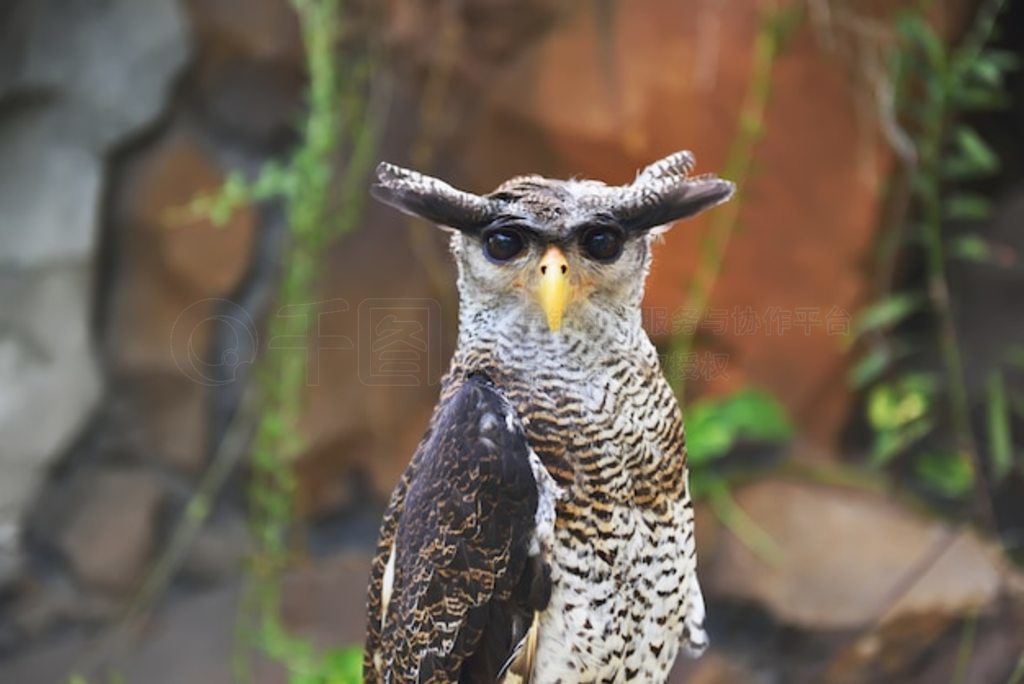 ^Bubo Sumatranus