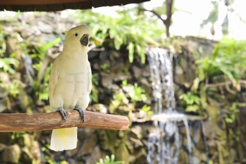 ׷ͷġͷ (Cacatua galerita)