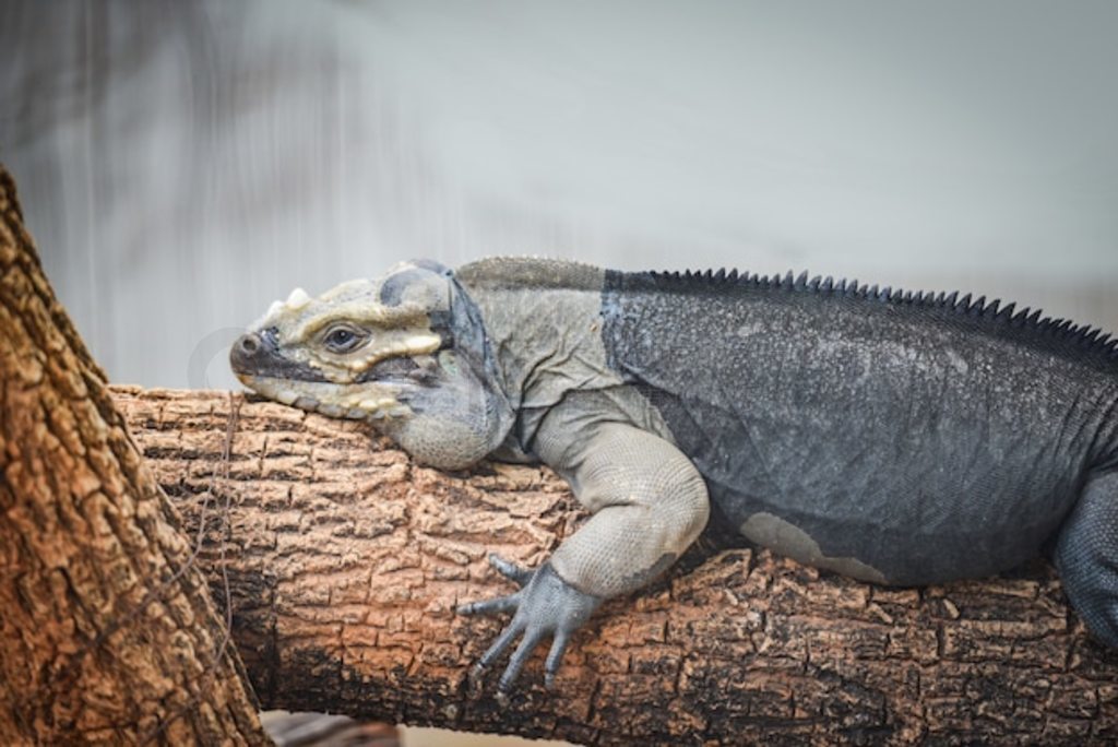 Ϭţ֦ - Cyclura cornuta