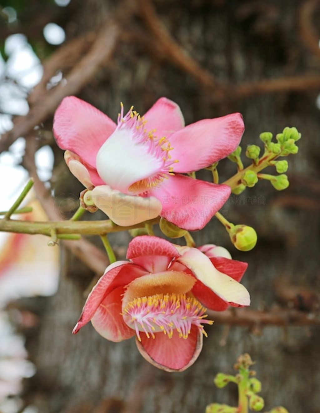 ӡȵ SalCouroupita guianensis Aublֲڷʷ̩ͨ