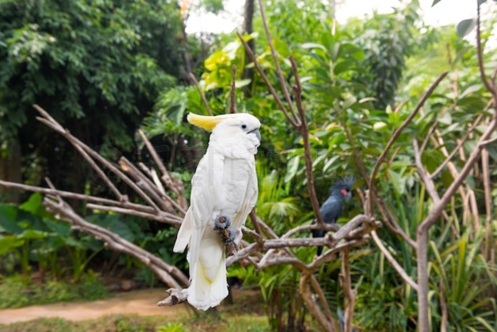 ͷ (Cacatua galerita) 鵷ͷ (Probosciger aterrimus)