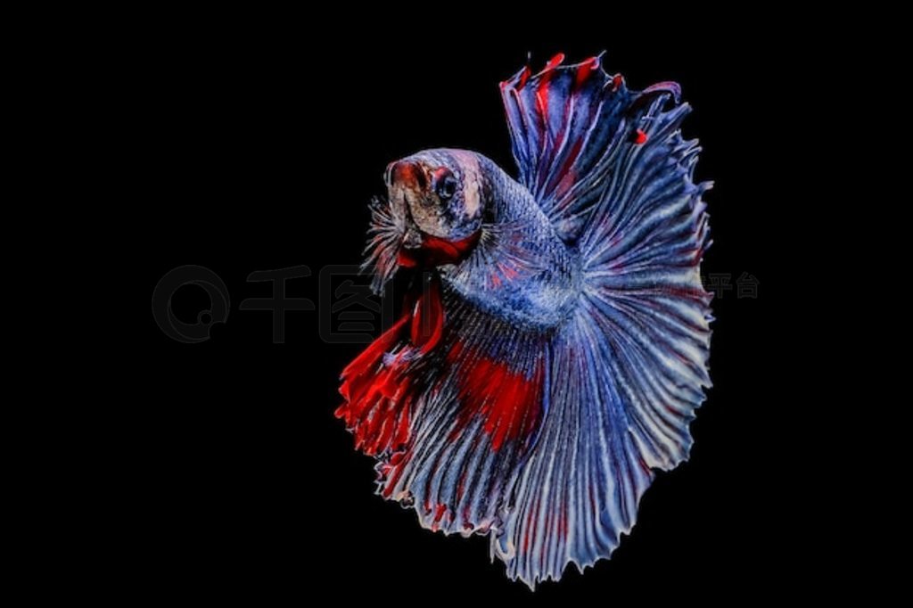 Betta 㣬ɫе޶